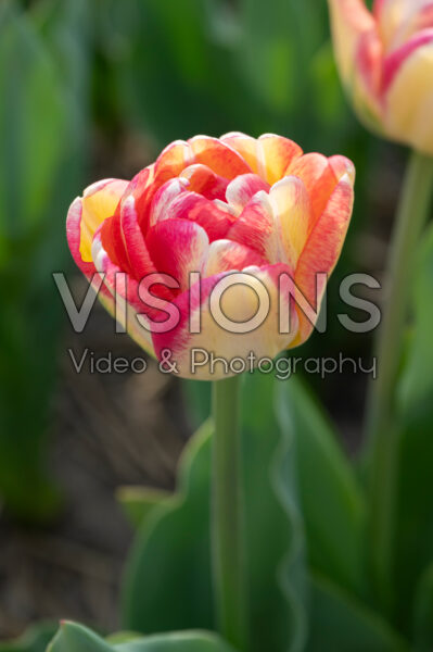 Tulipa Double Blizz