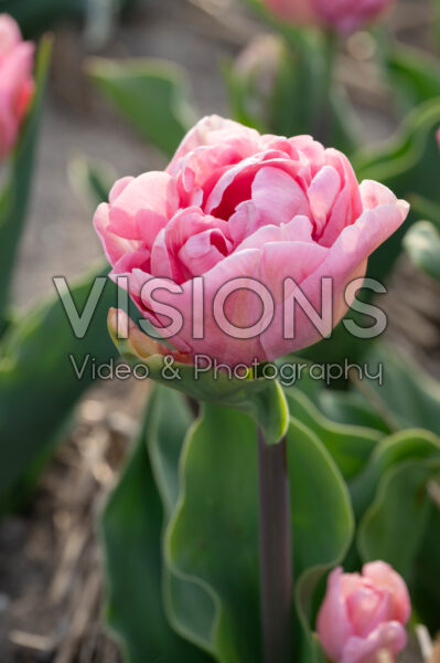 Tulipa Perfect Wedding