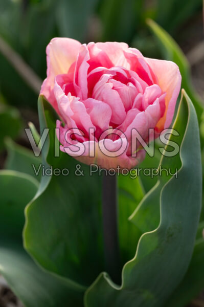 Tulipa Perfect Wedding Tulipa Perfect Wedding