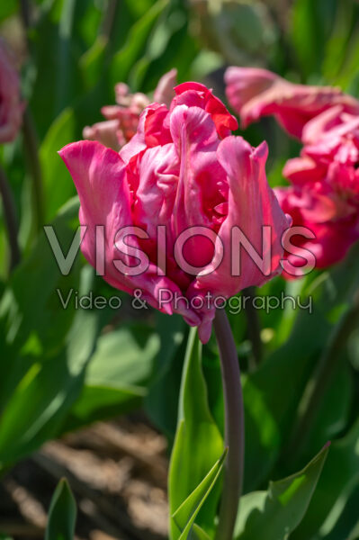 Tulipa Flamingo Queen Tulipa Flamingo Queen