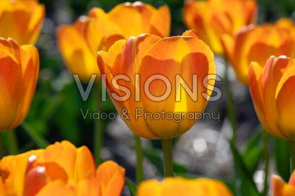 Tulipa Goldfinch Tulipa Goldfinch