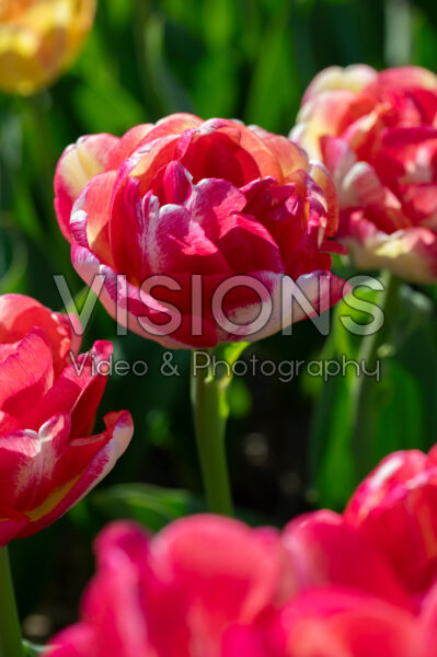 Tulipa Double Blizz Tulipa Double Blizz