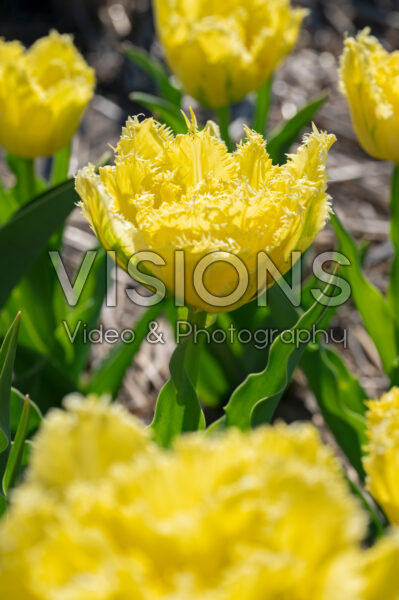 Tulipa Lemon Shoot Tulipa Lemon Shoot