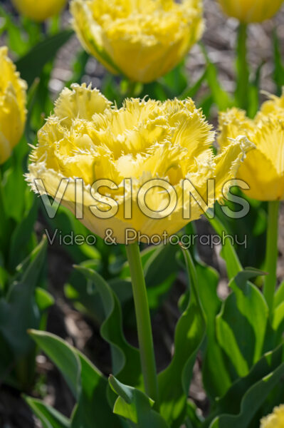 Tulipa Lemon Shoot Tulipa Lemon Shoot