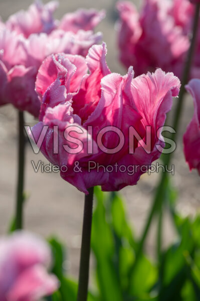 Tulipa Flamingo Queen