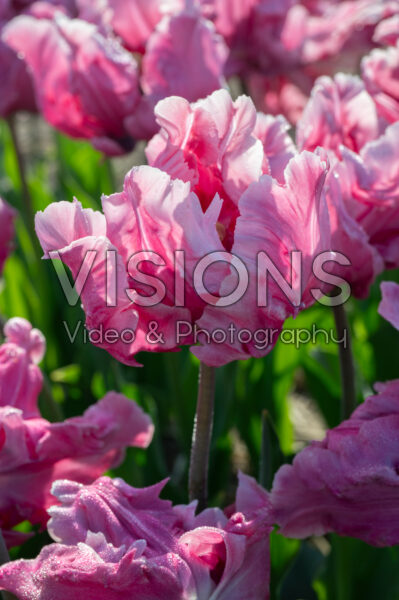 Tulipa Flamingo Queen Tulipa Flamingo Queen