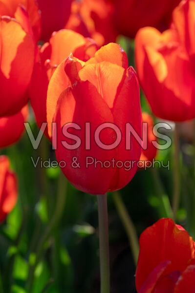 Tulipa Orange Cassini Tulipa Orange Cassini