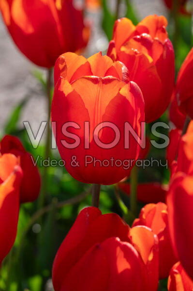 Tulipa Orange Cassini Tulipa Orange Cassini