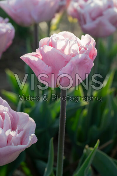 Tulipa Perfect Wedding Tulipa Perfect Wedding