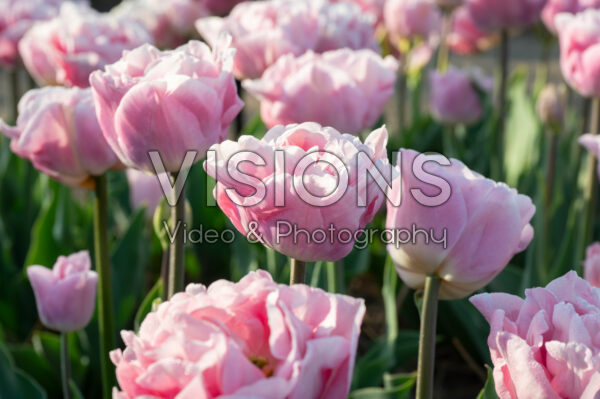 Tulipa Perfect Wedding Tulipa Perfect Wedding