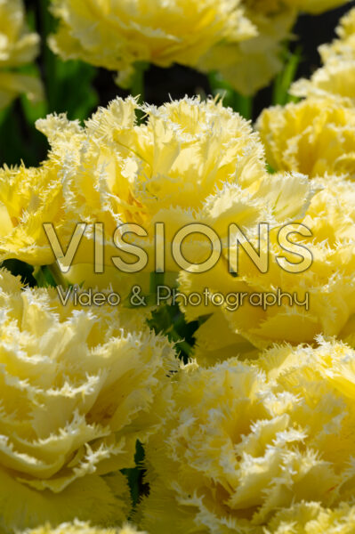 Tulipa Lemon Shoot Tulipa Lemon Shoot