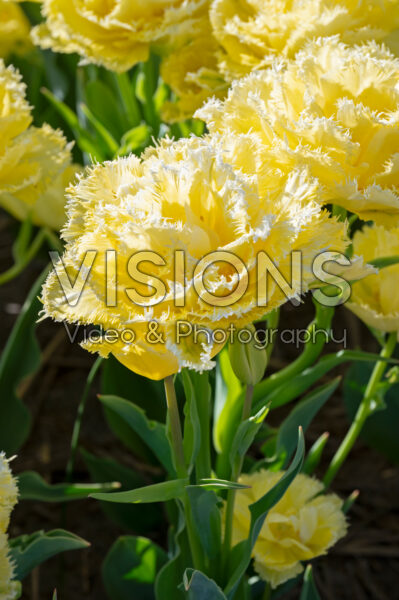Tulipa Lemon Shoot