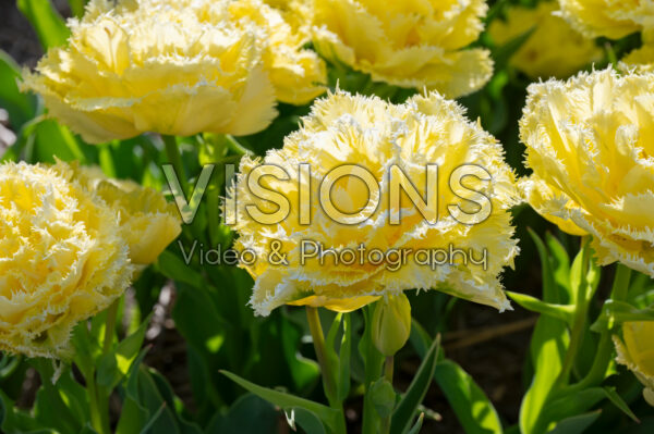 Tulipa Lemon Shoot Tulipa Lemon Shoot