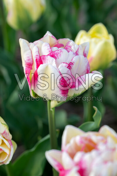Tulipa Double Shake Tulipa Double Shake