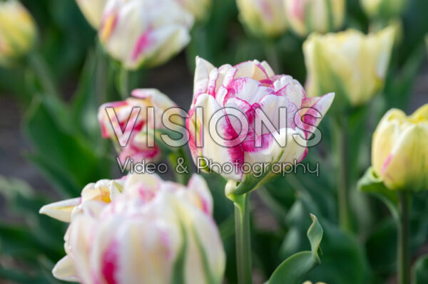 Tulipa Double Shake Tulipa Double Shake