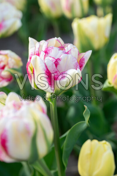 Tulipa Double Shake Tulipa Double Shake