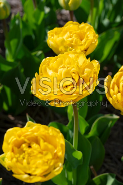Tulipa Yellow Pompenette