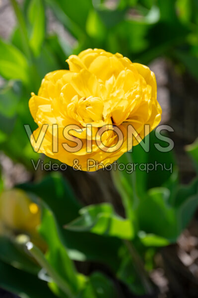 Tulipa Yellow Pompenette Tulipa Yellow Pompenette