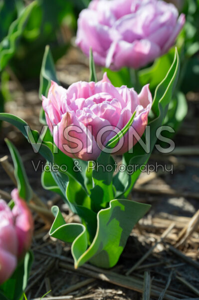 Tulipa Katinka Tulipa Katinka