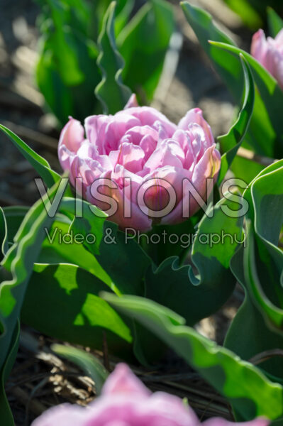 Tulipa Katinka Tulipa Katinka