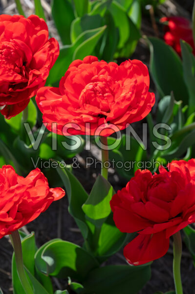 Tulipa Red Pompenette Tulipa Red Pompenette
