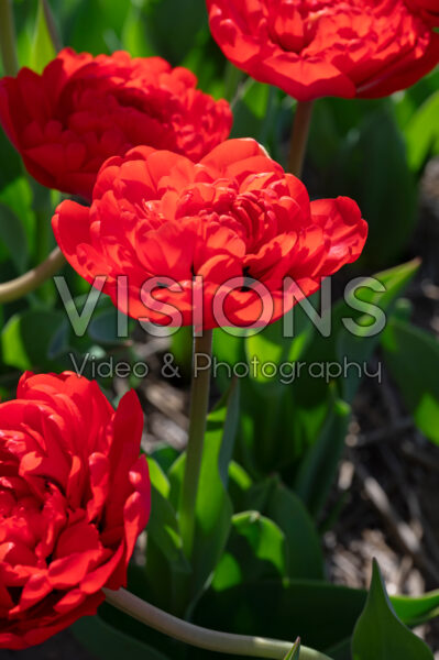 Tulipa Red Pompenette