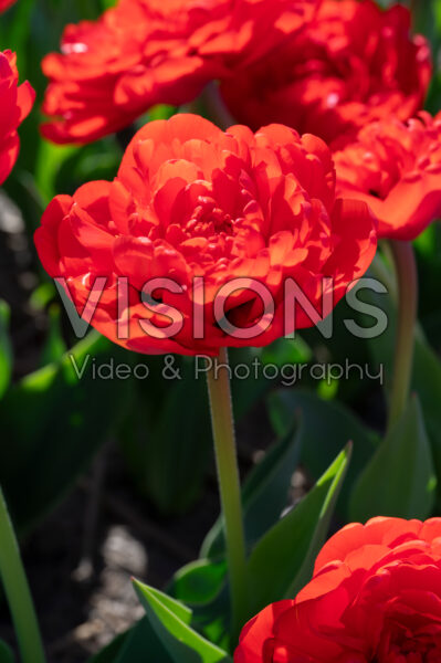 Tulipa Red Pompenette Tulipa Red Pompenette