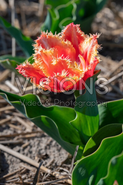 Tulipa Brisbane Tulipa Brisbane