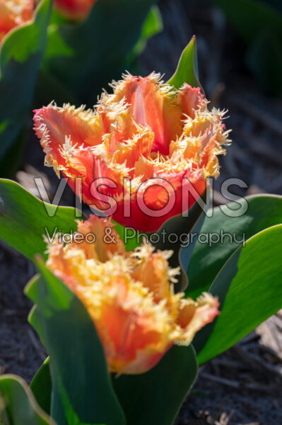 Tulipa Brisbane Tulipa Brisbane