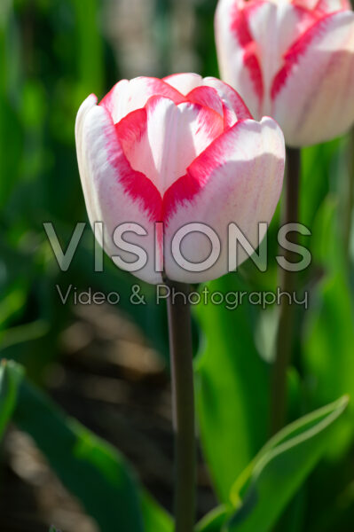 Tulipa Shirley Tulipa Shirley