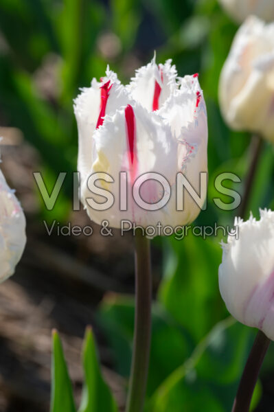 Tulipa Coldplay Tulipa Coldplay