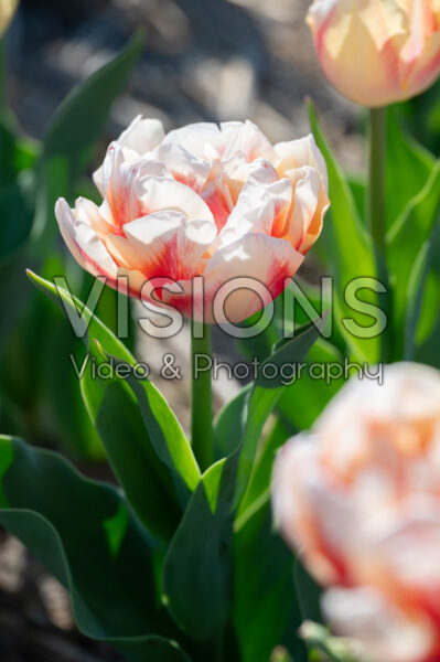 Tulipa Bed of Roses Tulipa Bed of Roses