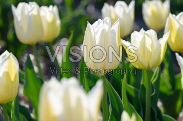 Tulipa Agrass White Tulipa Agrass White
