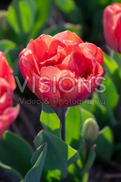 Tulipa Oakheart Tulipa Oakheart