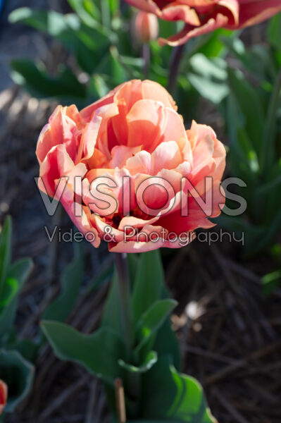 Tulipa Oakheart Tulipa Oakheart