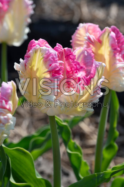 Tulipa Cabanna Tulipa Cabanna