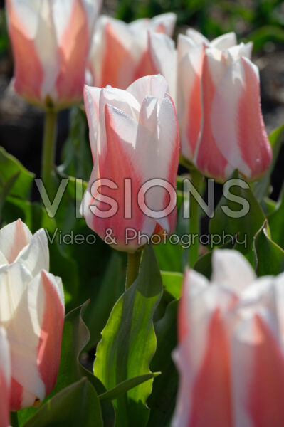 Tulipa Willem Vanden Akker Tulipa Willem Vanden Akker