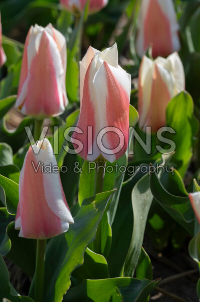 Tulipa Willem Vanden Akker Tulipa Willem Vanden Akker