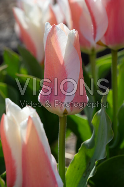 Tulipa Willem Vanden Akker