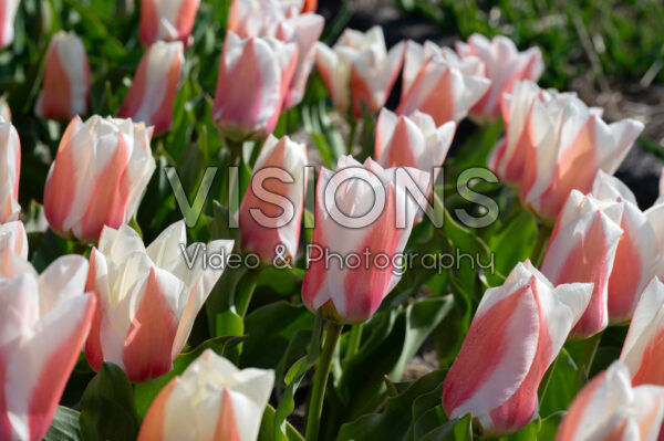 Tulipa Willem Vanden Akker Tulipa Willem Vanden Akker