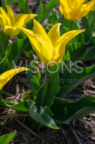 Tulipa Crown Jewel Tulipa Crown Jewel