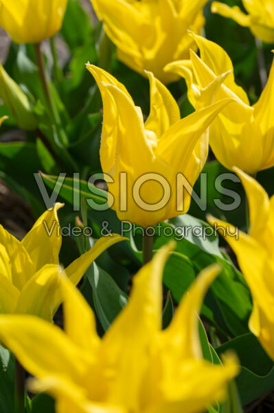 Tulipa Crown Jewel Tulipa Crown Jewel