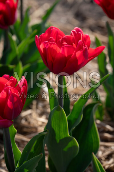 Tulipa Red Foxtrot Tulipa Red Foxtrot