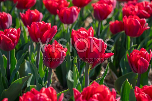 Tulipa Red Foxtrot