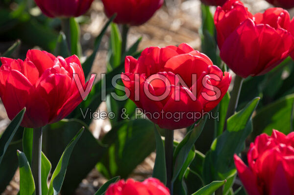 Tulipa Red Foxtrot