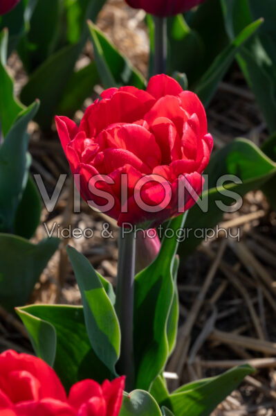 Tulipa Red Foxtrot Tulipa Red Foxtrot