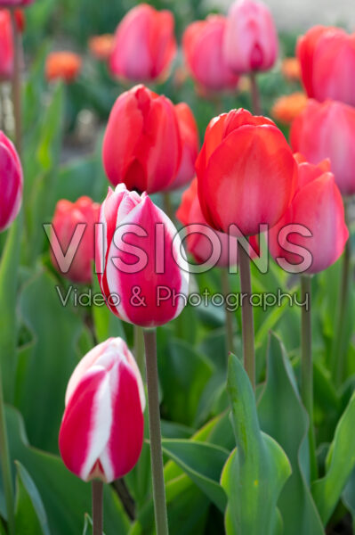Tulipa Strawberry Fields