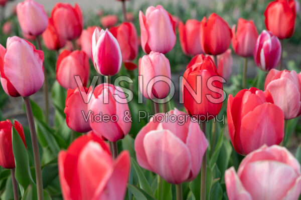 Tulipa Strawberry Fields