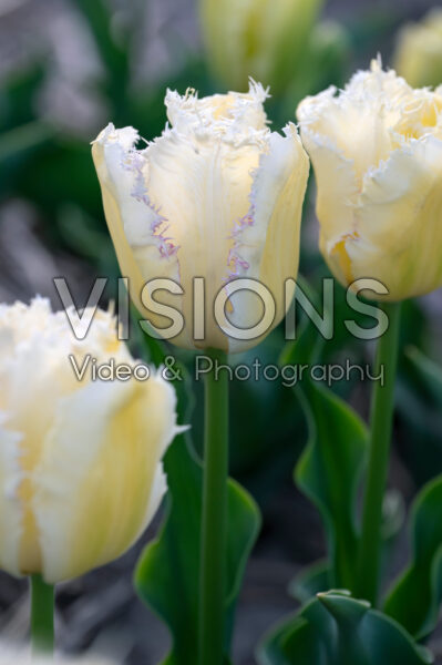 Tulipa Lady Smile Tulipa Lady Smile