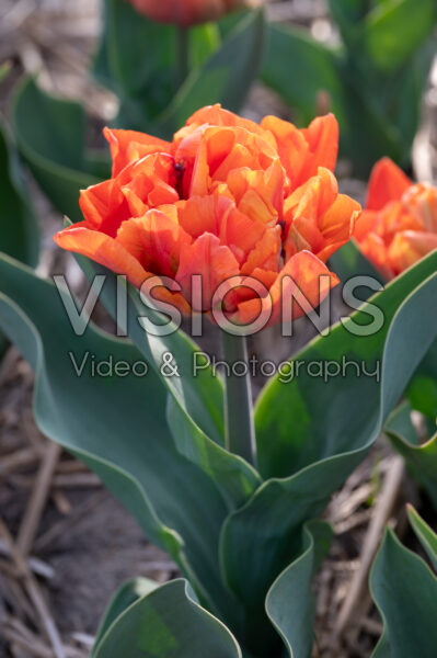 Tulipa Olivia Tulipa Olivia